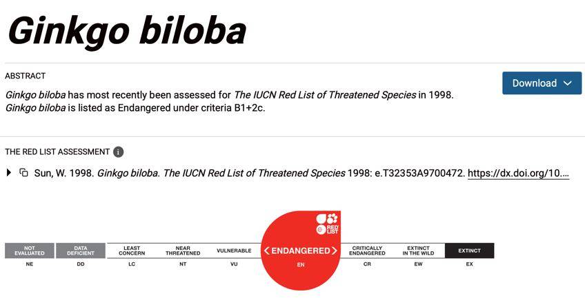 满大街都是银杏树<strong></p>
<p>ETH价格</strong>,为什么还是濒危物种?