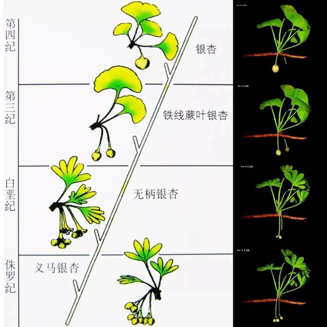 满大街都是银杏树<strong></p>
<p>ETH价格</strong>,为什么还是濒危物种?