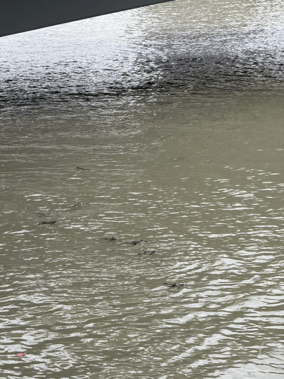 上海苏州河有人放生牛蛙?当地回应:严禁放生外来物种<strong></p>
<p>ETH价格</strong>,市民可提供相关线索