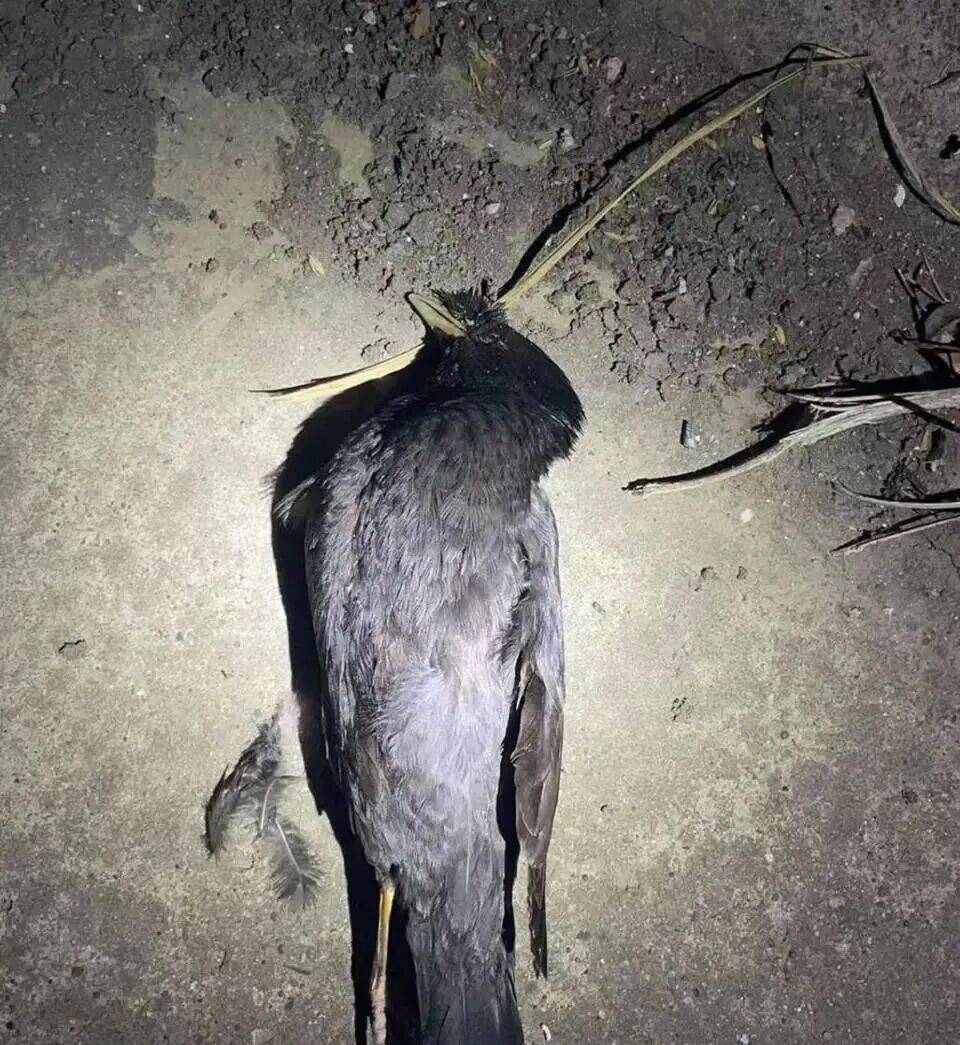 打开冰箱后民警懵了<strong></p>
<p>以太坊价格</strong>！男子"攒"了44只国家保护动物,供自己食用...