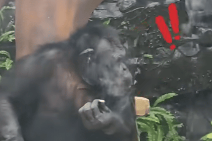 大猩猩抽烟手法娴熟？广西南宁动物园：从小在领养家庭学会抽烟喝酒<strong></p>
<p>XRP价格</strong>，会派人制止