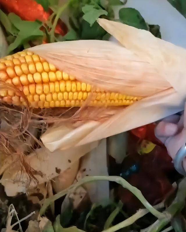 女子疑因拍亲姑姑偷玉米遭姑父棍杀<strong></p>
<p>瑞波币价格</strong>，邻居欲报警也遇害