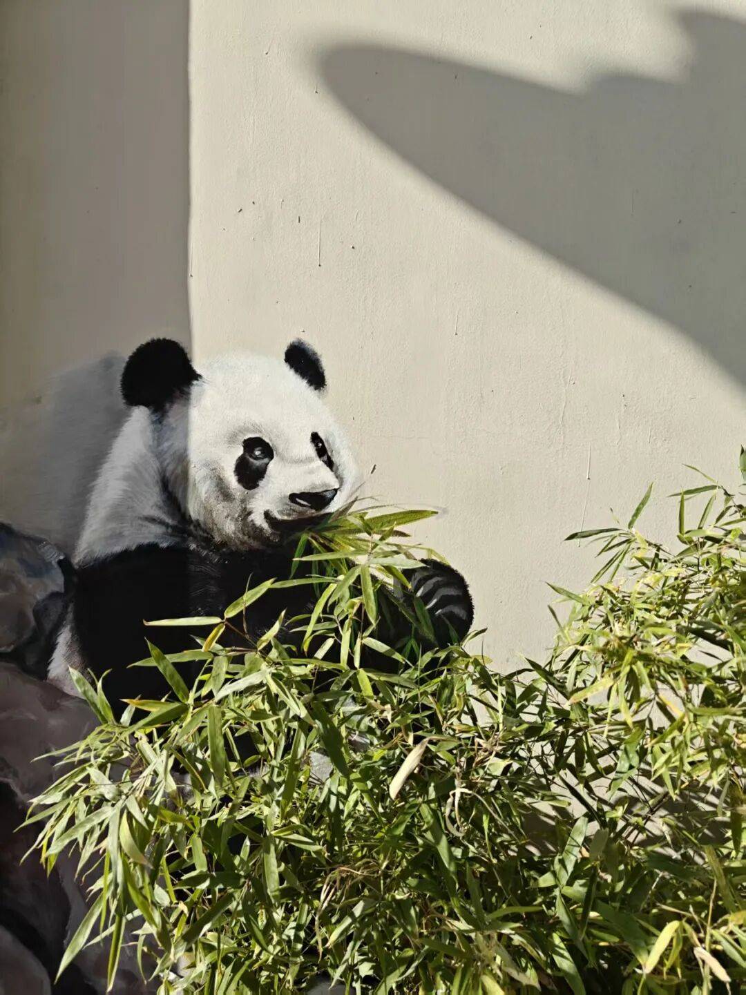 “颜值”出圈 天津和平区独山路这面彩绘墙“亮”<strong></p>
<p>波卡币价格</strong>了