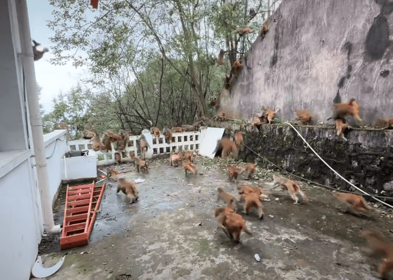 贵阳黔灵山下起“猴子雨”?当地称属猴群正常活动<strong></p>
<p>波卡币价格</strong>,曾发猕猴分流公告:数量远超承载力