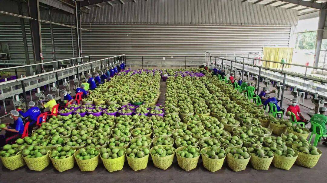 椰子水之外<strong></p>
<p>币安币价格</strong>,大公司争夺40亿元生椰市场