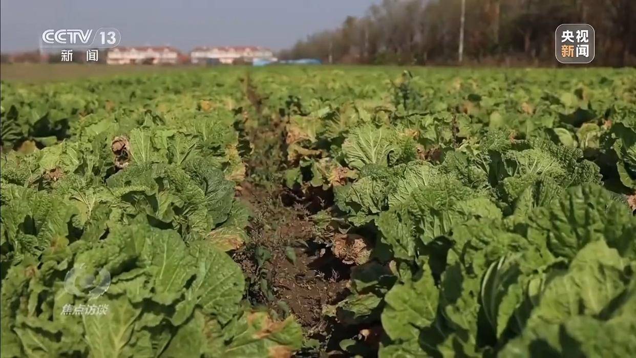 单棵售价超百元<strong></p>
<p>币安币价格</strong>,起底“套牌白菜”背后的销售套路