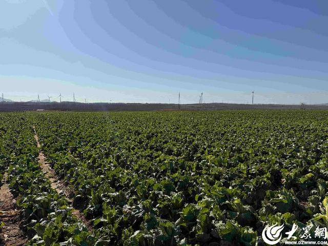 山东青岛:全国首批“板蓝根白菜”喜获丰收<strong></p>
<p>ADA价格</strong>,正式上市!首批10万棵已被上海采购商“包圆”