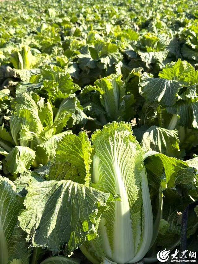 山东青岛:全国首批“板蓝根白菜”喜获丰收<strong></p>
<p>ADA价格</strong>,正式上市!首批10万棵已被上海采购商“包圆”