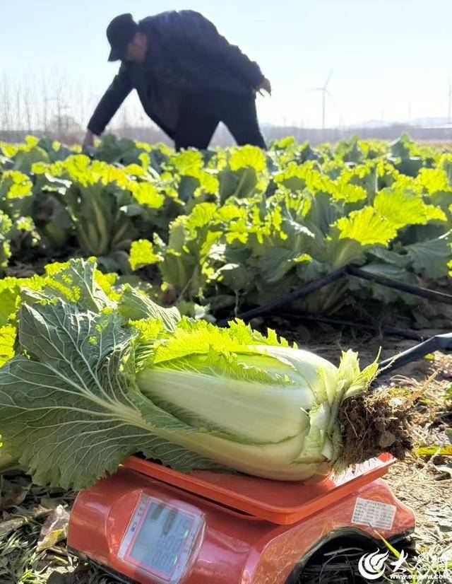 山东青岛:全国首批“板蓝根白菜”喜获丰收<strong></p>
<p>ADA价格</strong>,正式上市!首批10万棵已被上海采购商“包圆”