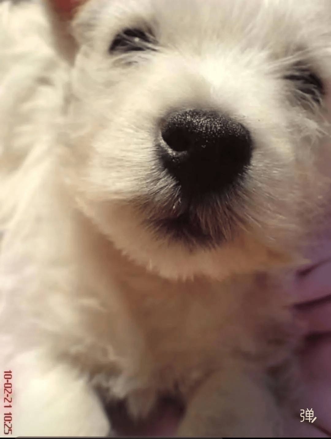 在小区投毒致9条狗死亡<strong></p>
<p>比特币价格</strong>，男子获刑4年！