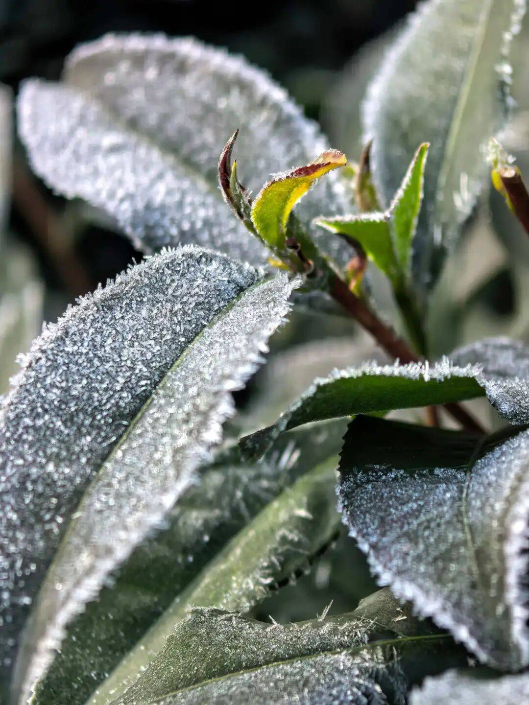 今起<strong></p>
<p>虚拟货币挖矿</strong>，持续一周！直冲20℃！杭州人做好准备，还有个大反转……