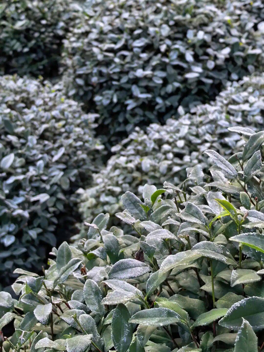 今起<strong></p>
<p>虚拟货币挖矿</strong>，持续一周！直冲20℃！杭州人做好准备，还有个大反转……