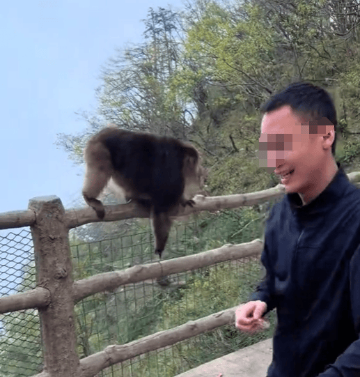 猛推峨眉山猴子的男子已致歉<strong></p>
<p>数字货币和虚拟货币</strong>，三年内禁止进入景区！猴子没事